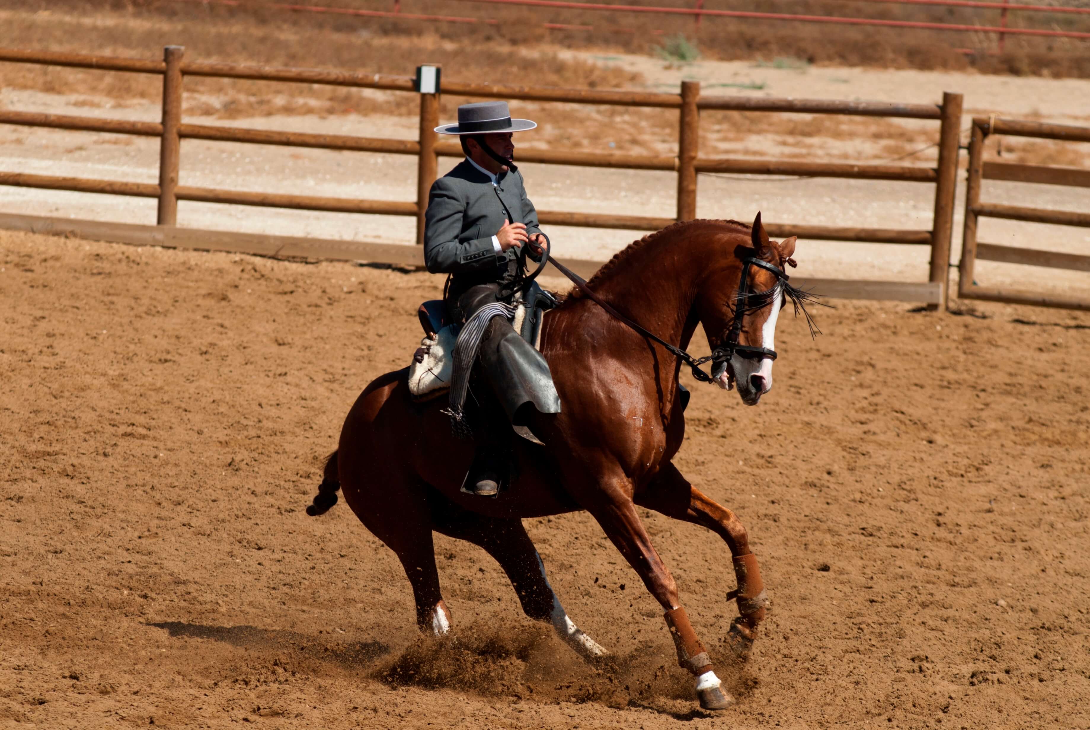Reiter, Jerez de la Frontera