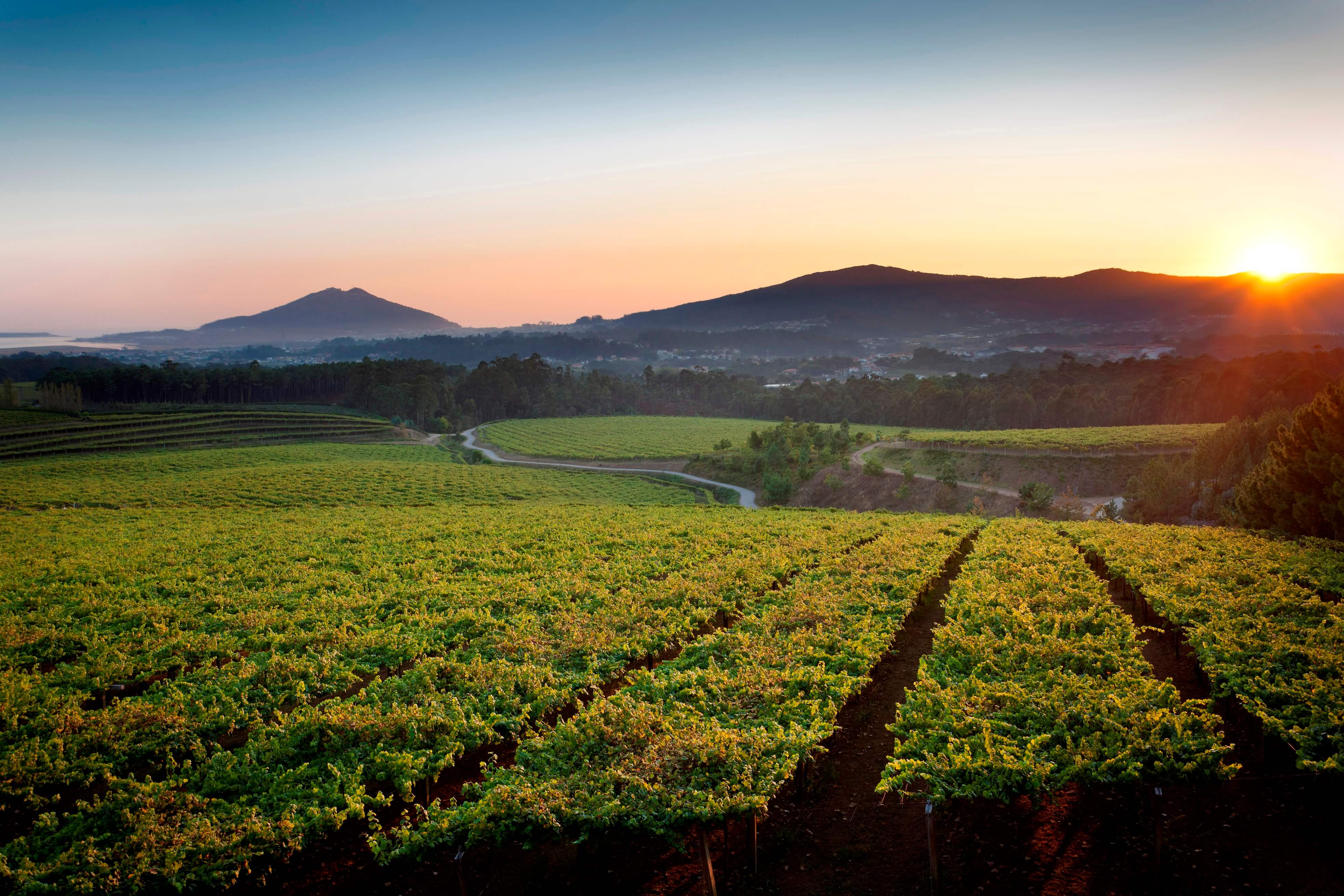 O Rosal - Weinberge der Bodegas Lagar de Fornelos (D.O. Rías Baixas)