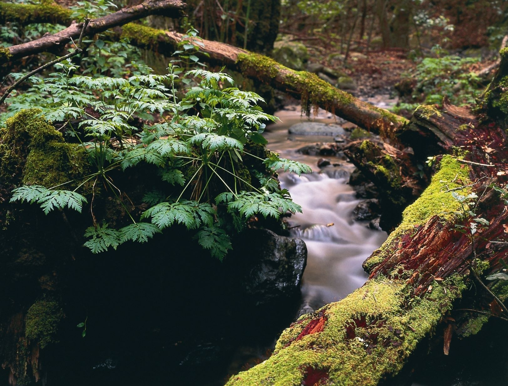 Im Nationalpark Garajonay auf La Gomera Im Nationalpark Garajonay auf La Gomera