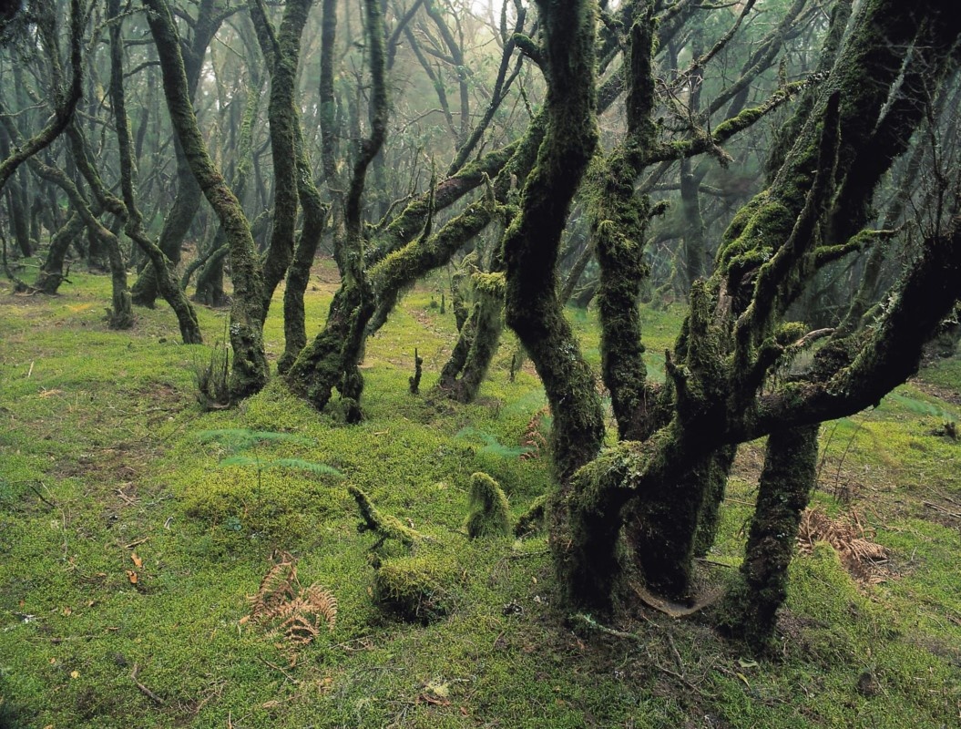 Nationalpark Garajonay auf La Gomera Nationalpark Garajonay auf La Gomera