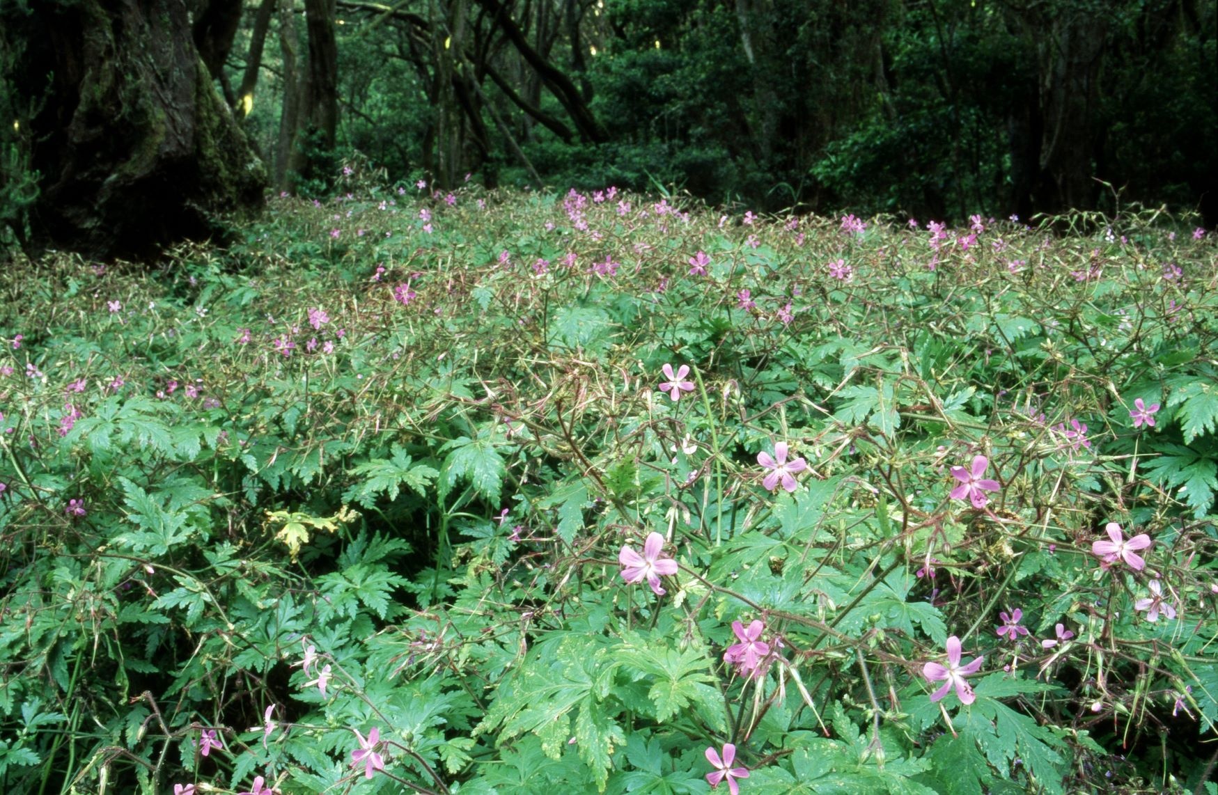 Unvermittelt tritt man auf mit Blumen übersäte Lichtungen im Garajonay Nationalpark, La Gomera Unvermittelt tritt man auf mit Blumen übersäte Lichtungen im Garajonay Nationalpark, La Gomera
