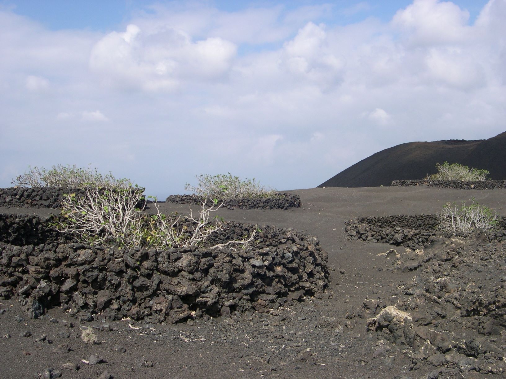 Anpflanzung von Feigenbäumen auf der Vulkanerde Anpflanzung von Feigenbäumen auf der Vulkanerde