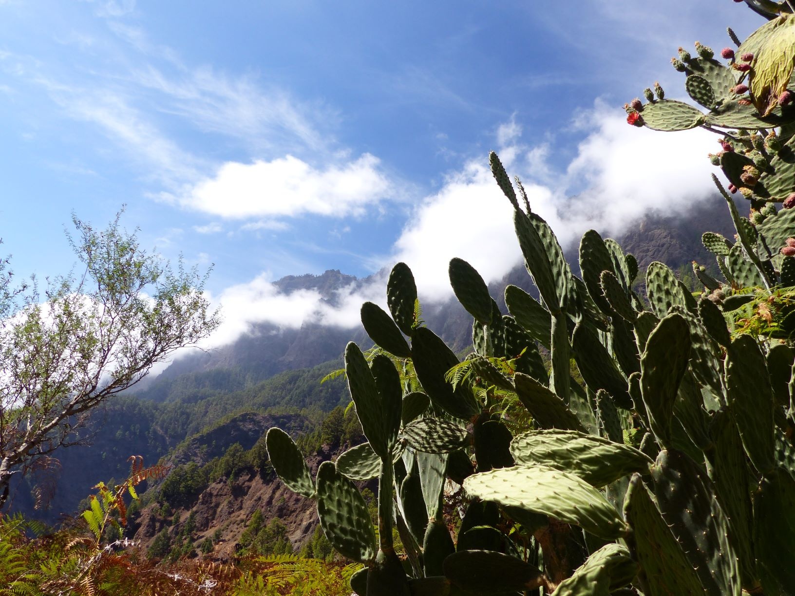 Im grünen Reich der Caldera de Taburiente auf La Palma