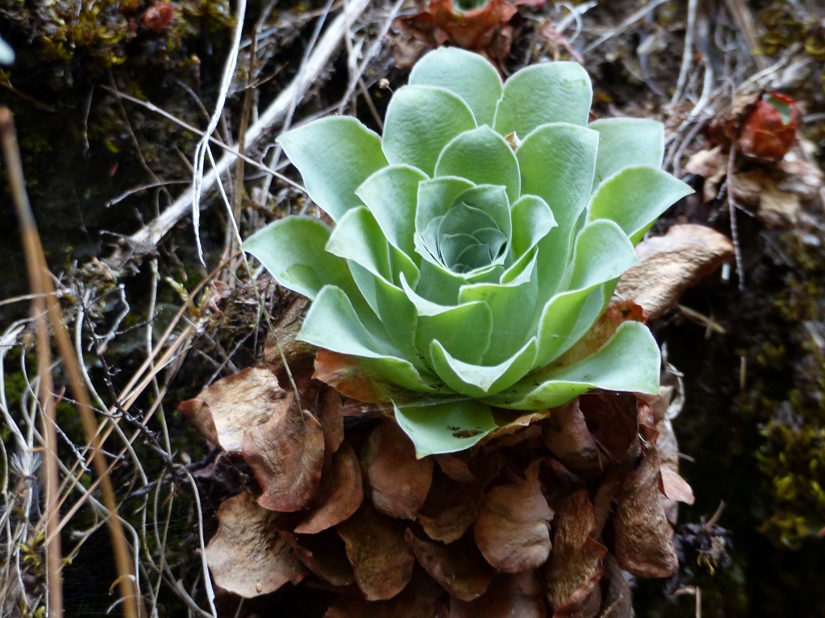 Die Dickblattgewächse sind typisch auf den Kanaren