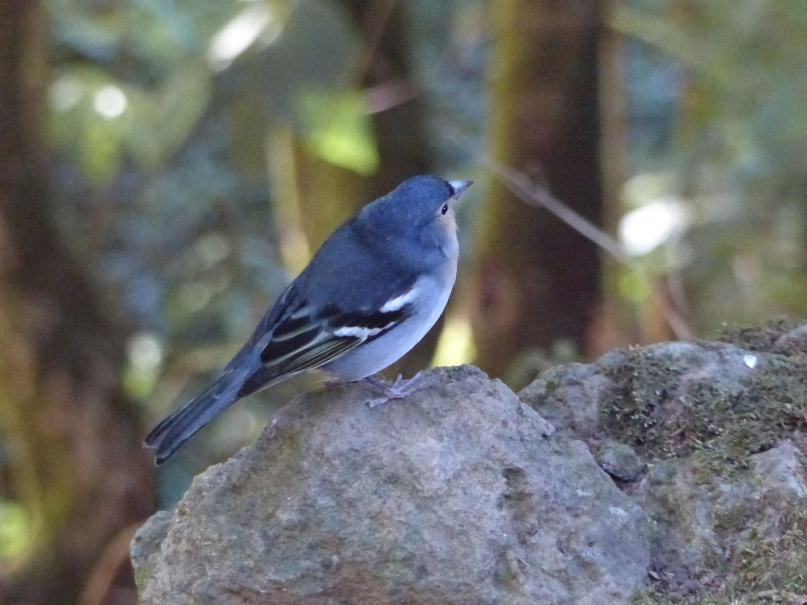 Der blaue Kanarenbuchfink
