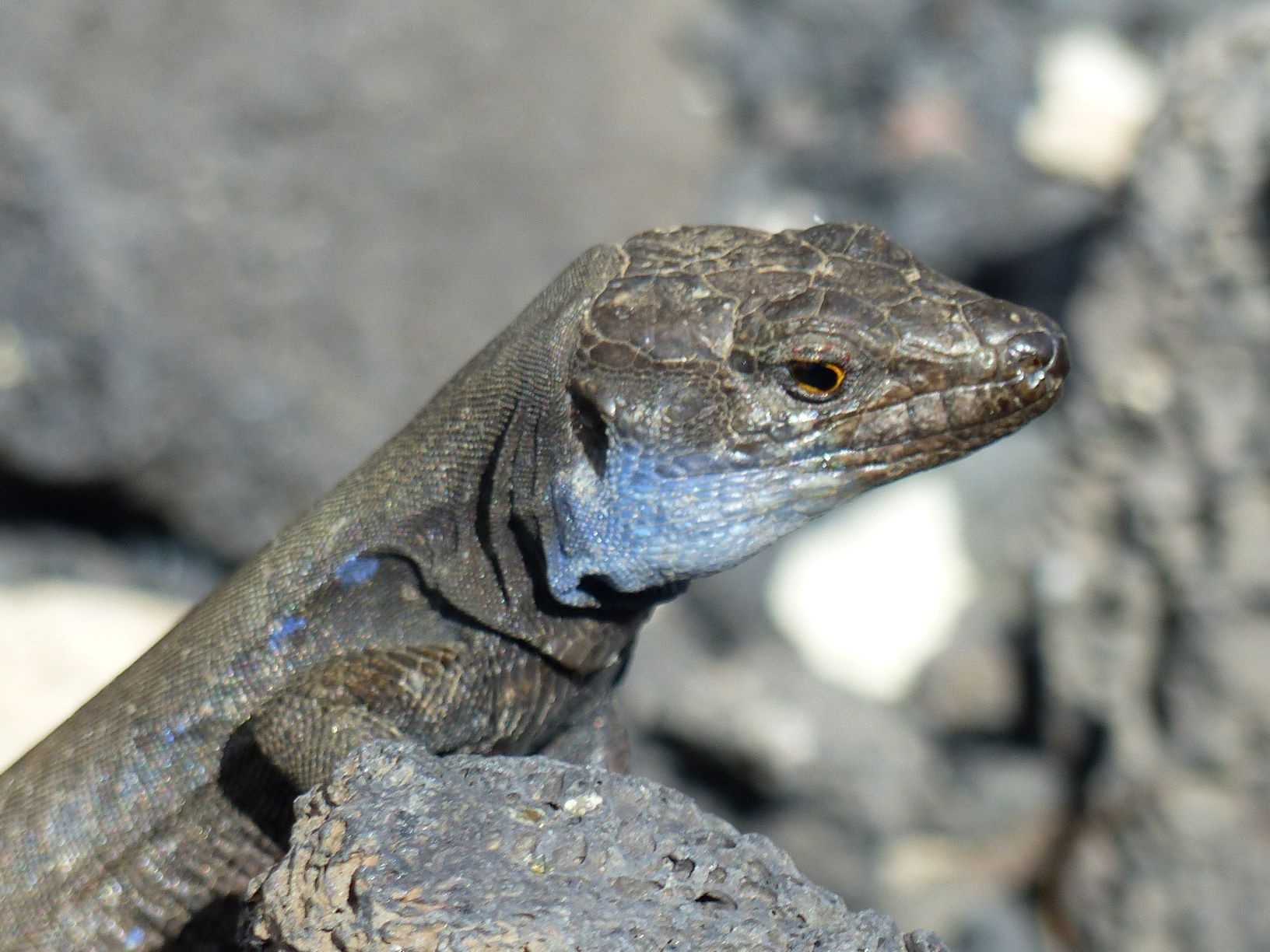 Der Kanarengecko begegnet dem Wanderer bestimmt