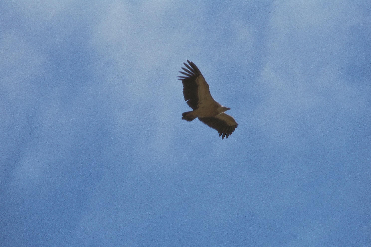 Gänsegeier Gänsegeier