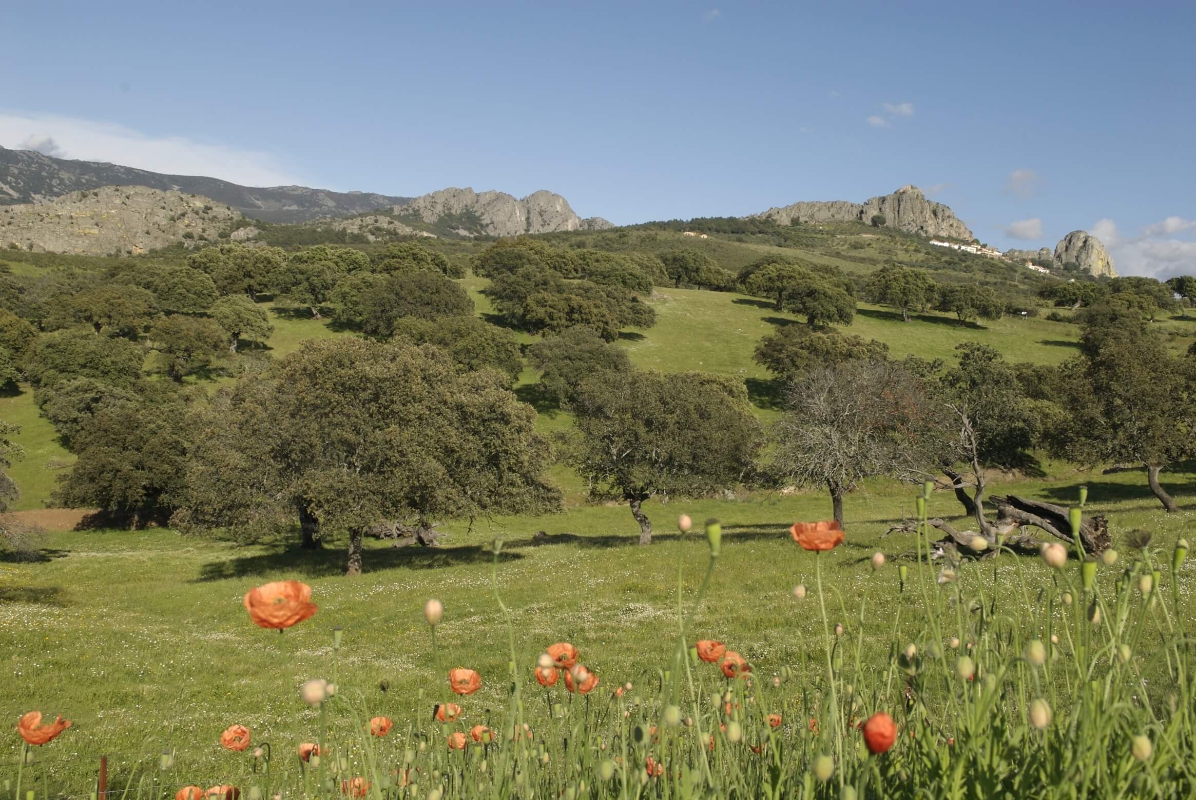 Logrosán-Serranía de las Villuercas (Landschaft)-1000638