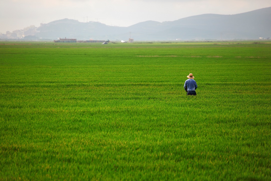 Naturpark La Albufera (Reisfeld)_