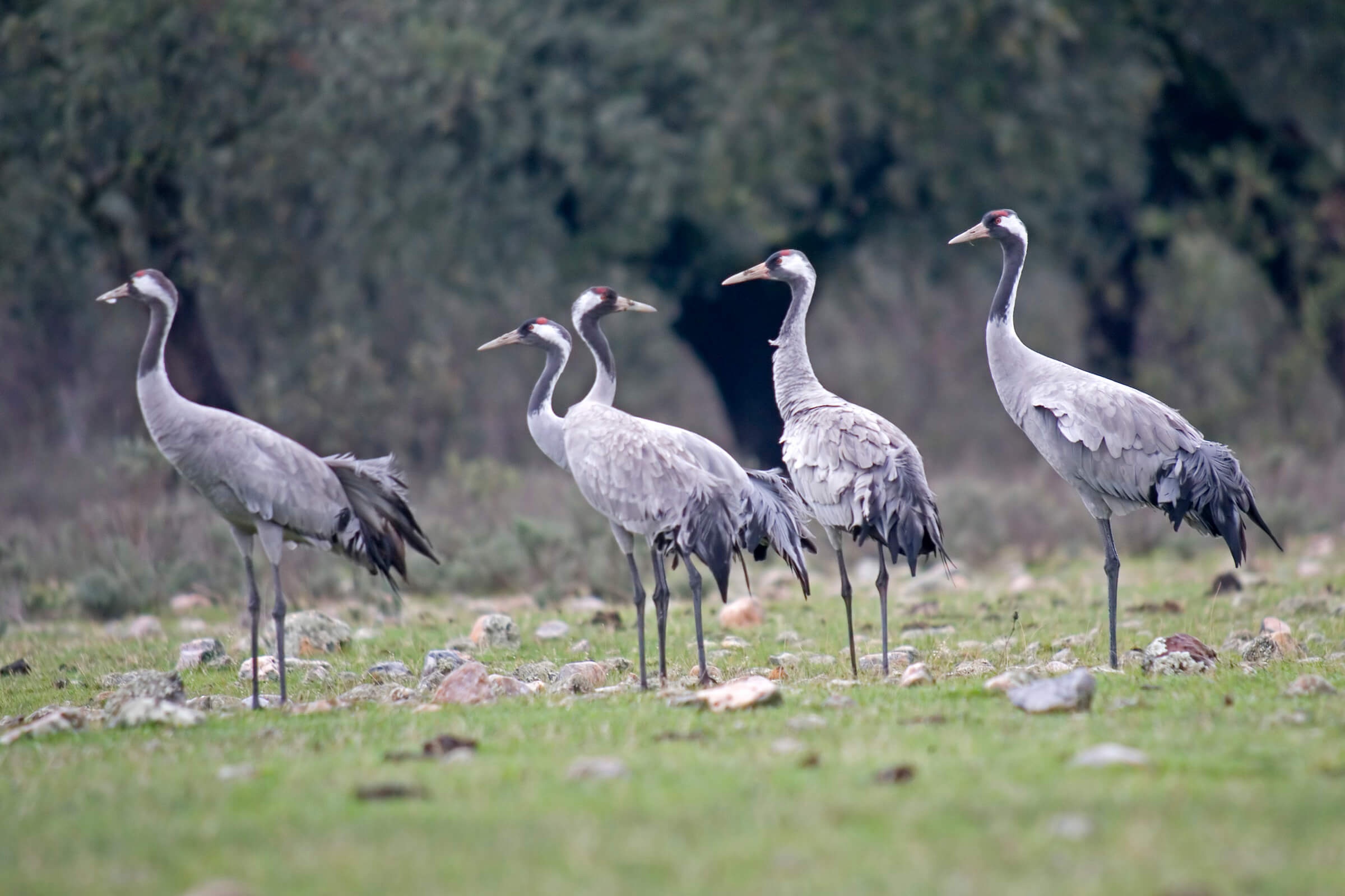 Kraniche kommen zum Überwintern in die Extremadura