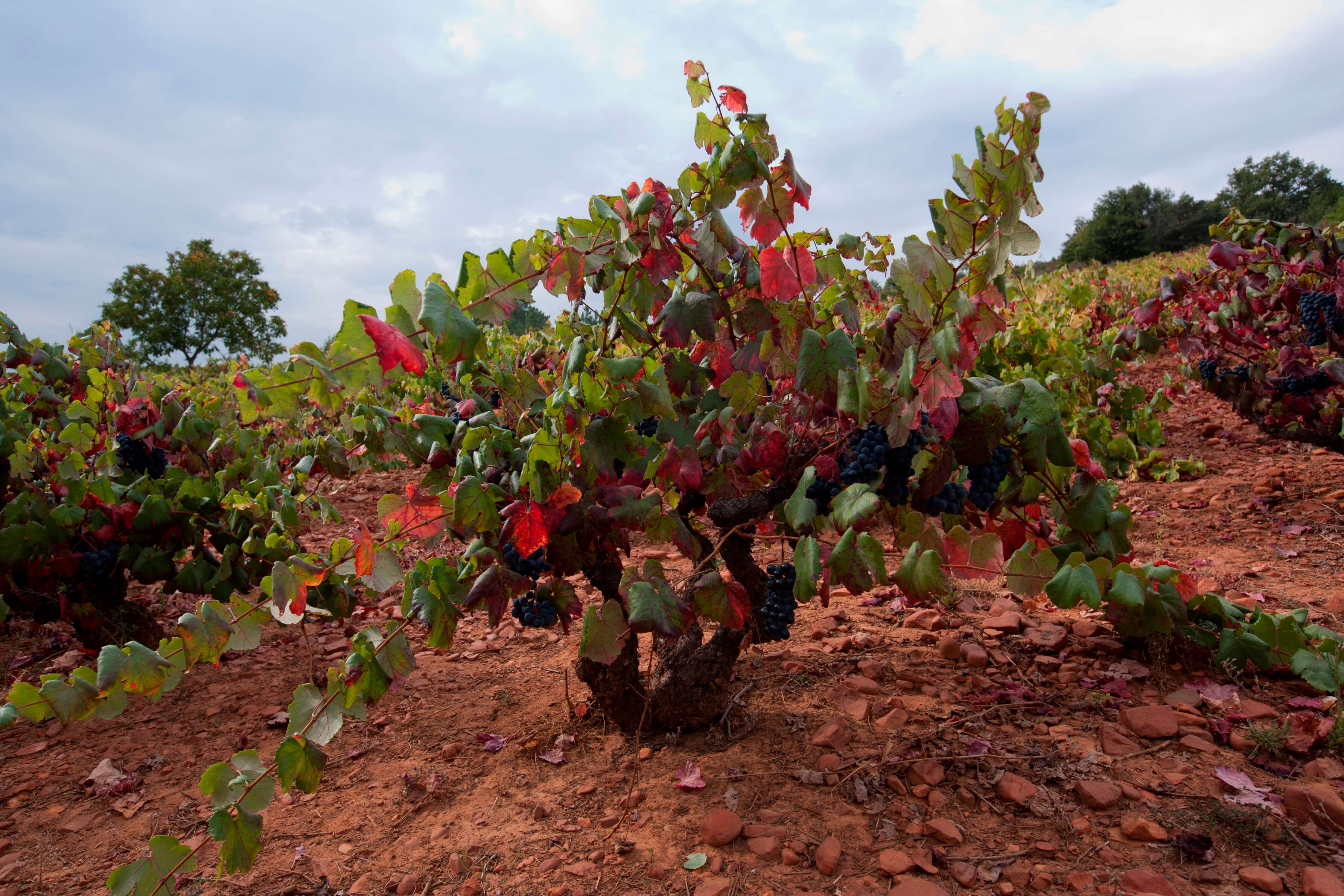 Valdevimbre (León) - Weinberge D.O. Tierra de León