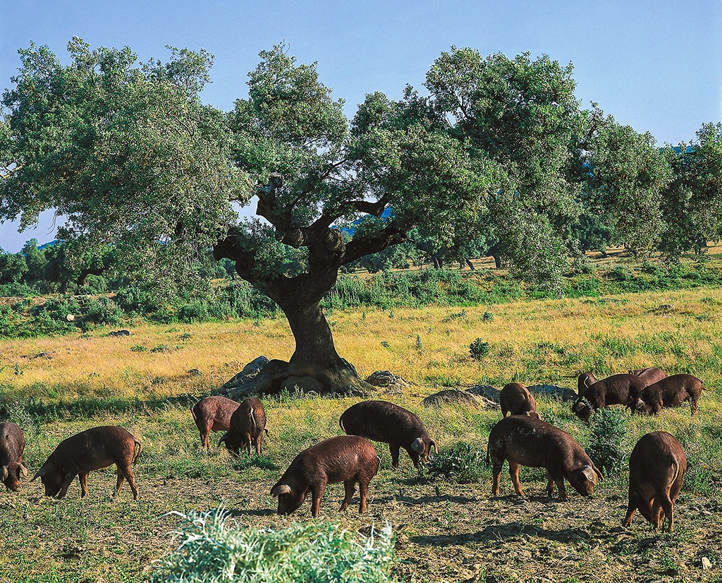 Iberische Schweine in der Dehesa - Typisches Weidegebiet in der Extremadura