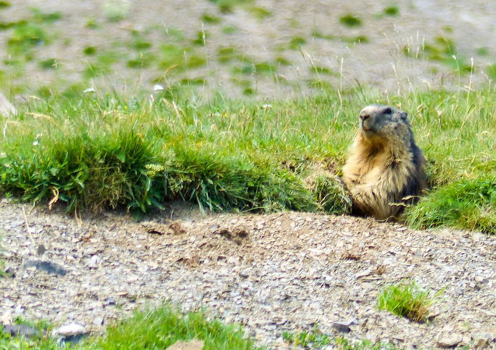 Ständige Begleiter, Murmeltier in den spanischen Pyrenäen