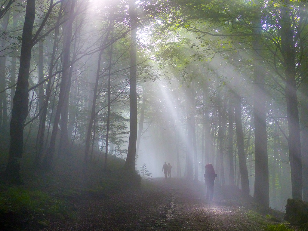 Der Tag beginnt in den Wäldern Navarras