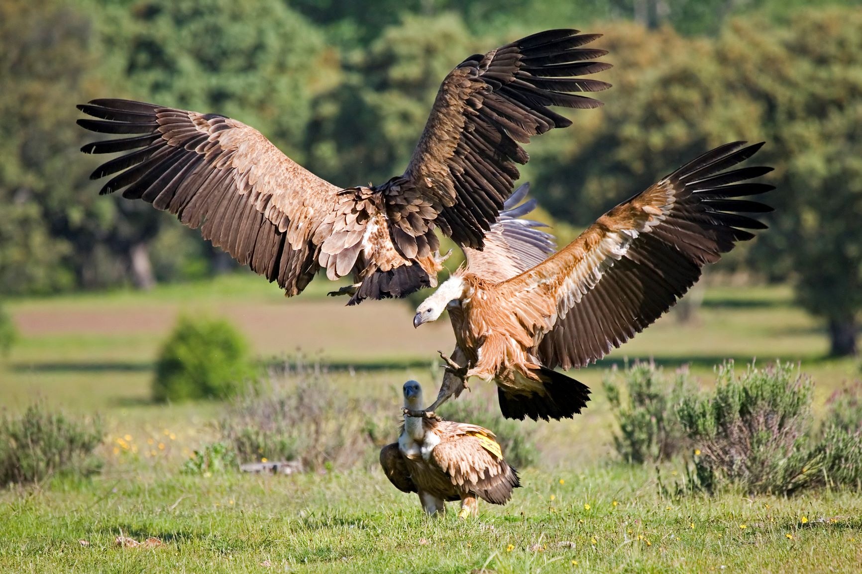 Gänsegeier (Buitre leonado)