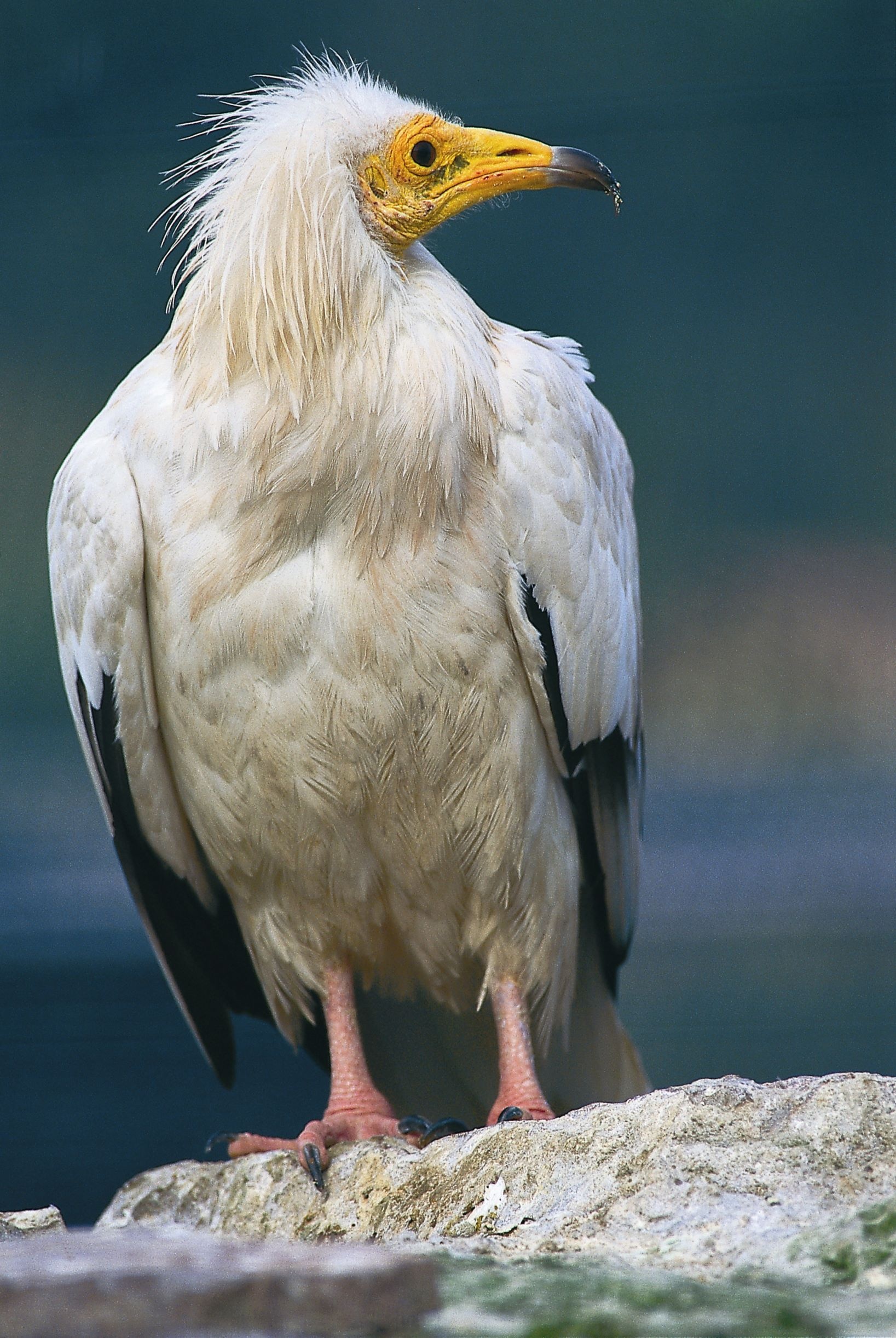 Schmutzgeier(Alimoche)