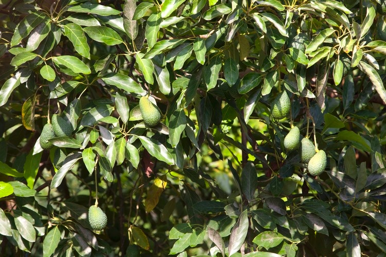 COSTA TROPICAL - Plantación de Aguacates ©Turismo de Andalucía 