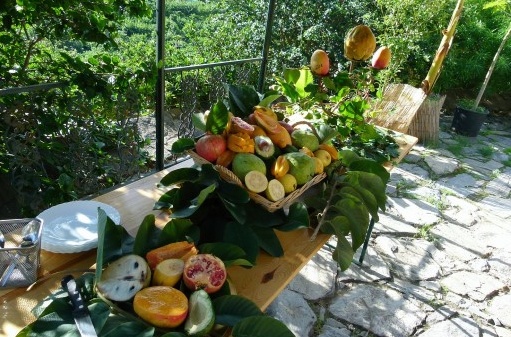 SALOBREÑA - Finca San Ramón2