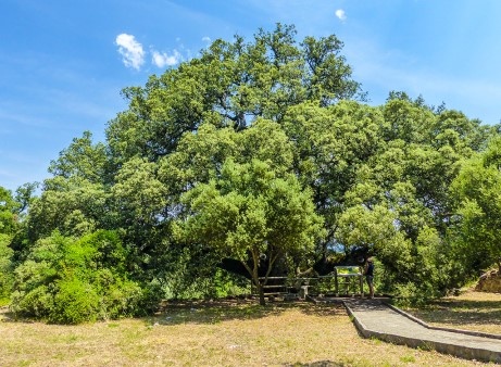 ARAGONIEN - Carrasca-de-Lecina