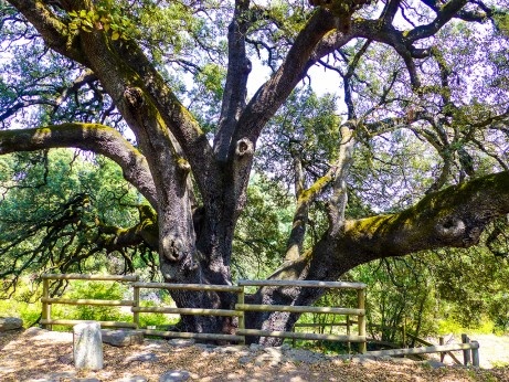 ARAGONIEN - Carrasca-de-Lecina