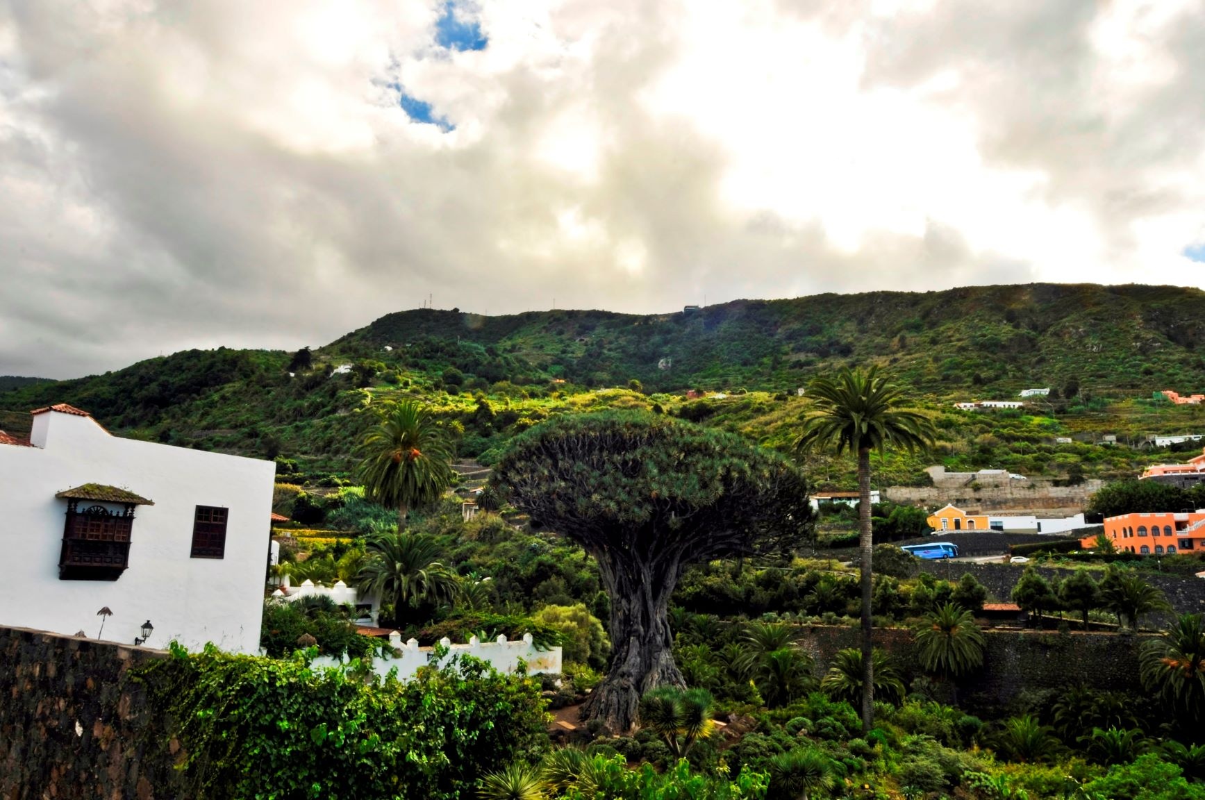 Icod de los Vinos-Weinberge