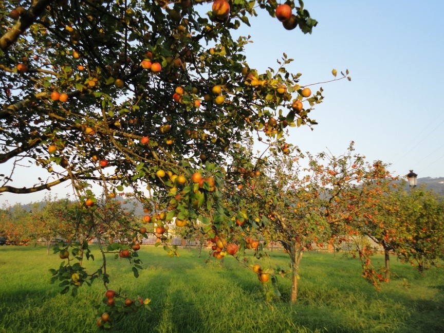 Manzanos_Comarca_de_la_Sidra