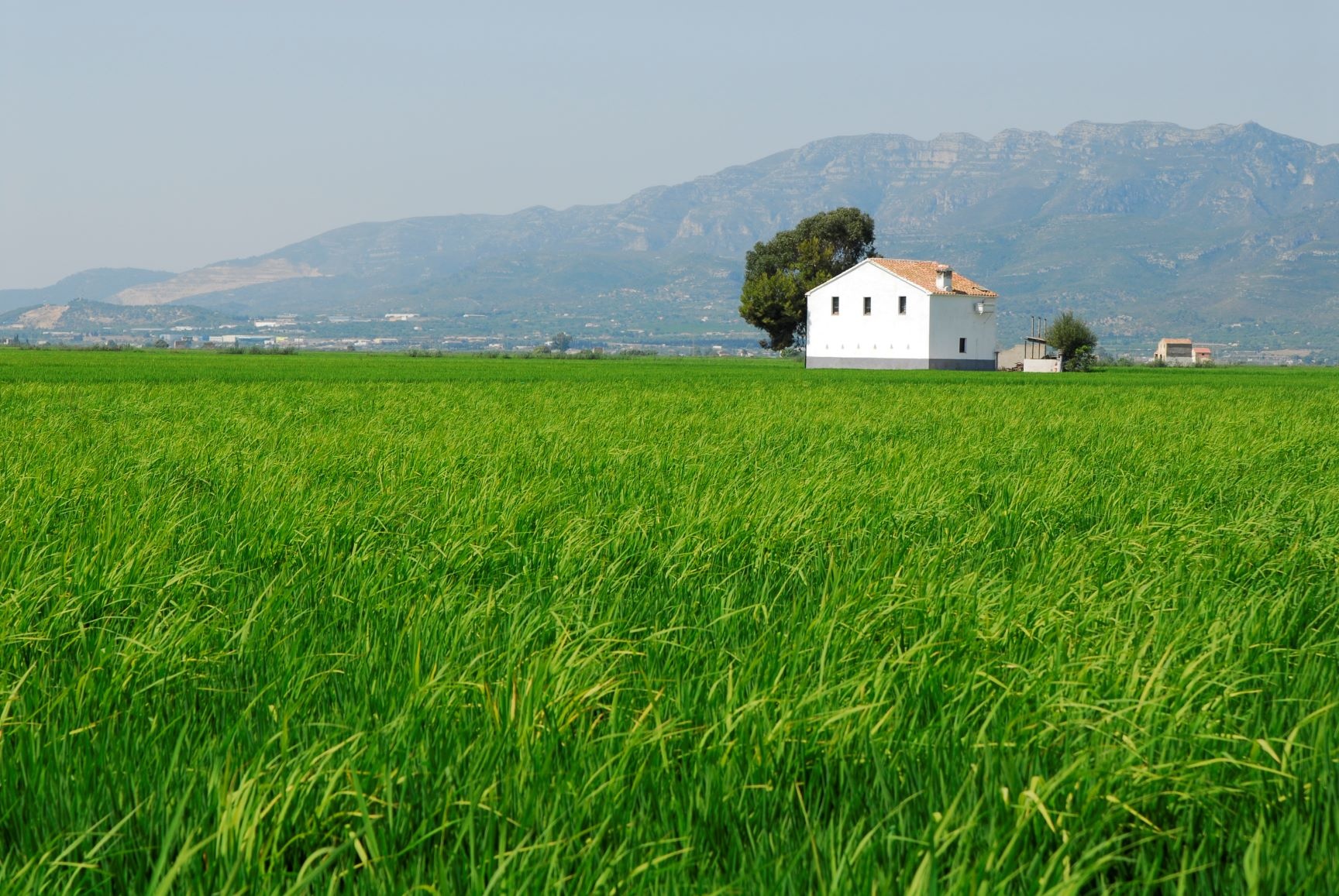 Reisfelder im Ebro-Delta