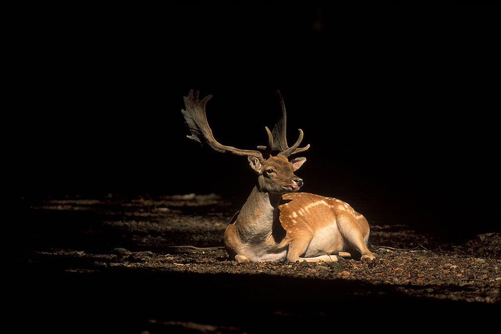 Hirschbeobachtung in der Sierra de Cazorla