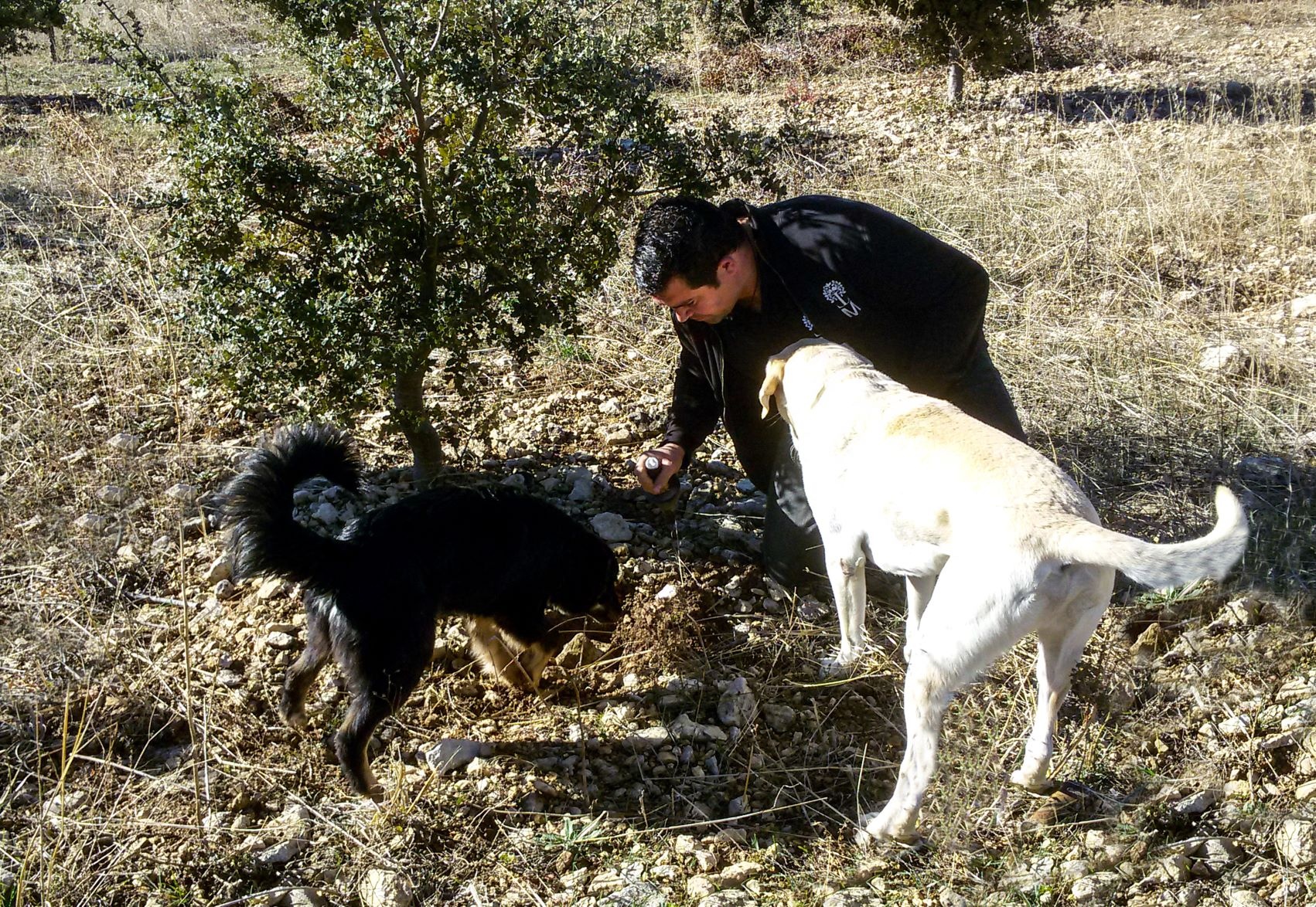 Sie verstehen ihr "Handwerk". Trüffelhunde bei der Arbeit nahe Metauten in Navarra