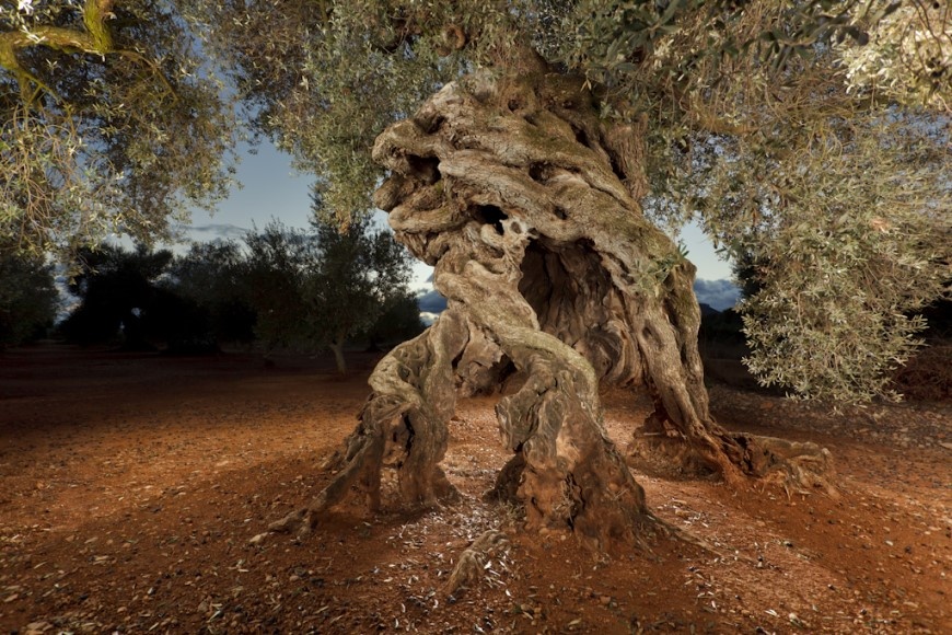 "Vier Pfoten", dem prämierten Olivenbaum "4 Patas" im Gebiet Los Rajos begegnet man auf einer Wanderroute in der Region