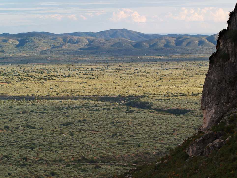 Das sogenannte "Meer der Olivenbäume" in der Region von La Senia