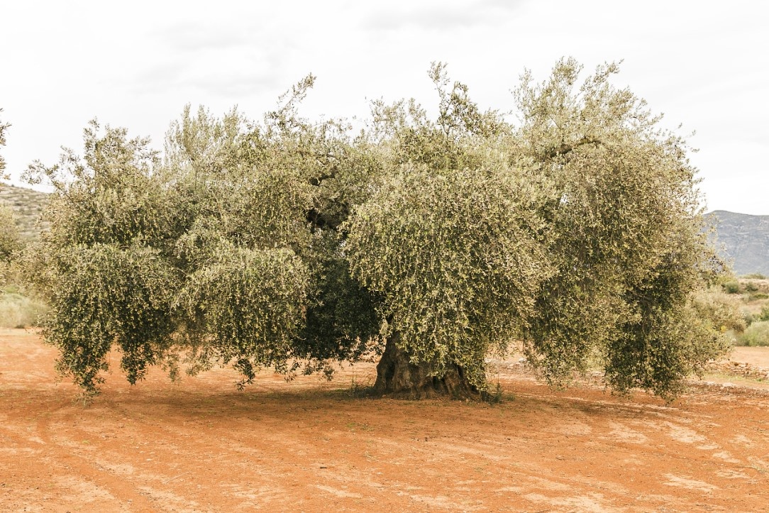 Ulldecona. Mächtige Stämme und weitausladende Blätterdächer auf der Route der Olivos Milenarios