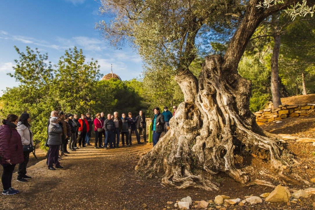 Alles Wissenswerte über die Tausendjährigen: Geführte Besuche rund um Alcanar