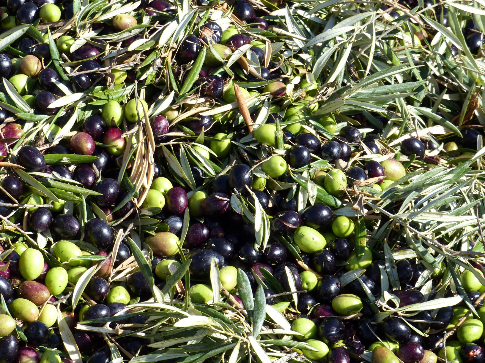 Olivenernte