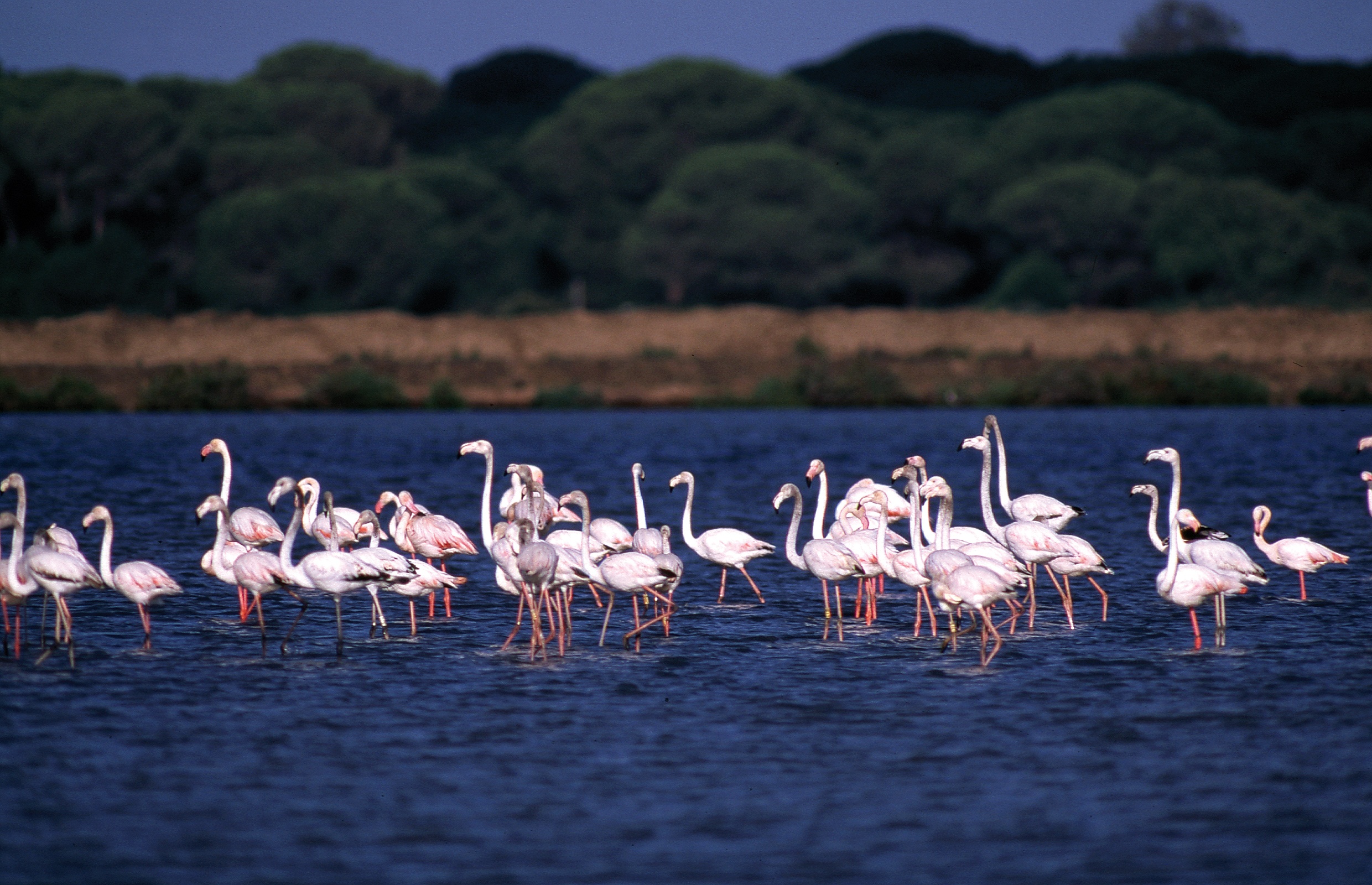 Naturparadies Doñana-Nationalpark