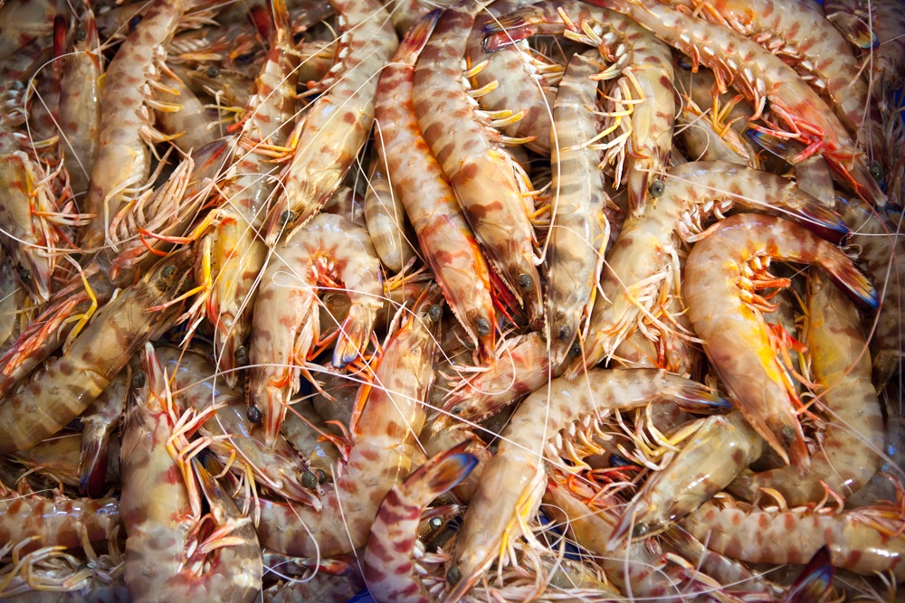 Die berühmten Garnelen von Sanlúcar de Barrameda