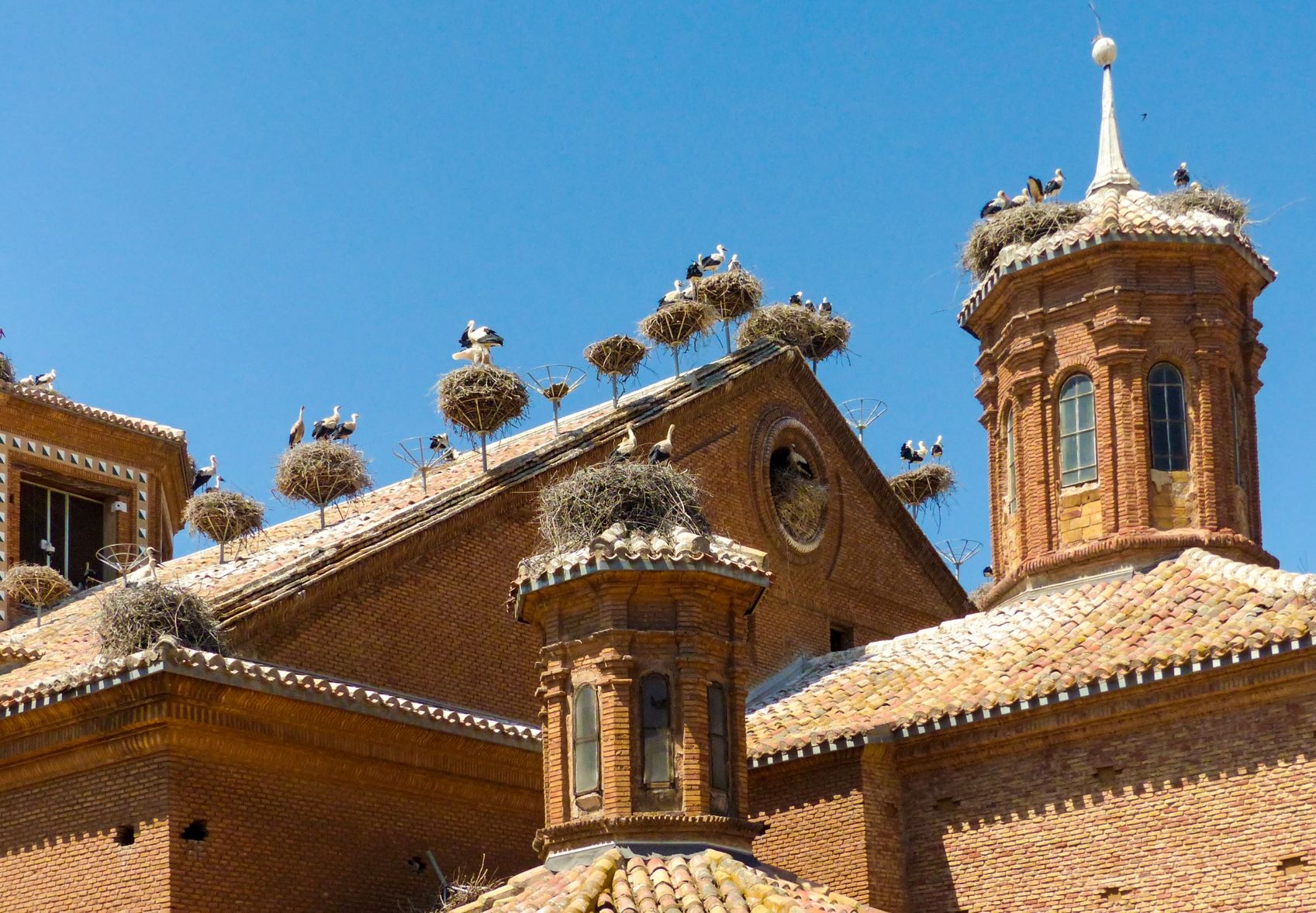 Zahlreiche Störche auf den Kirchtürmen von Alfaro 