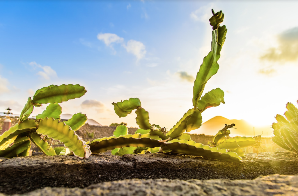 Sonnenlicht in Lanzarote
