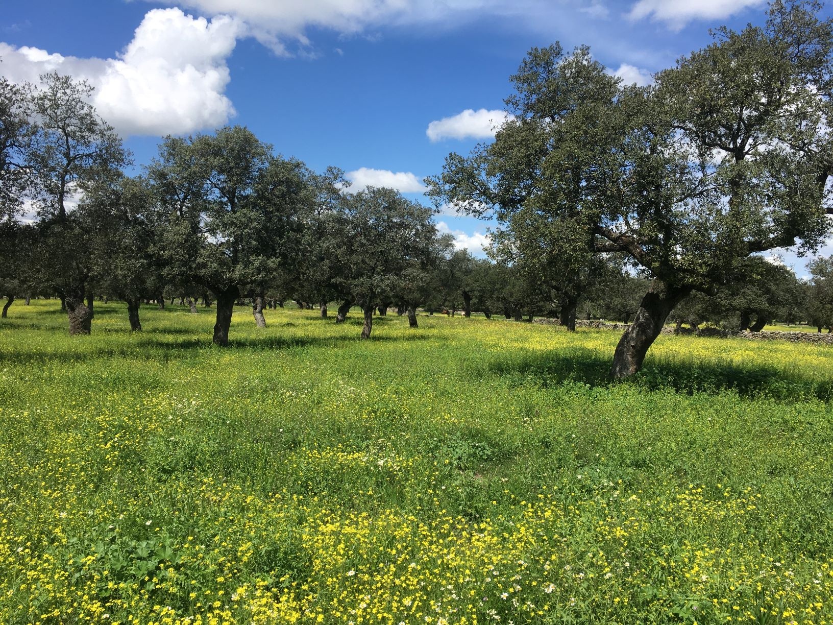 Dehesa de Villanueva de Córdoba 