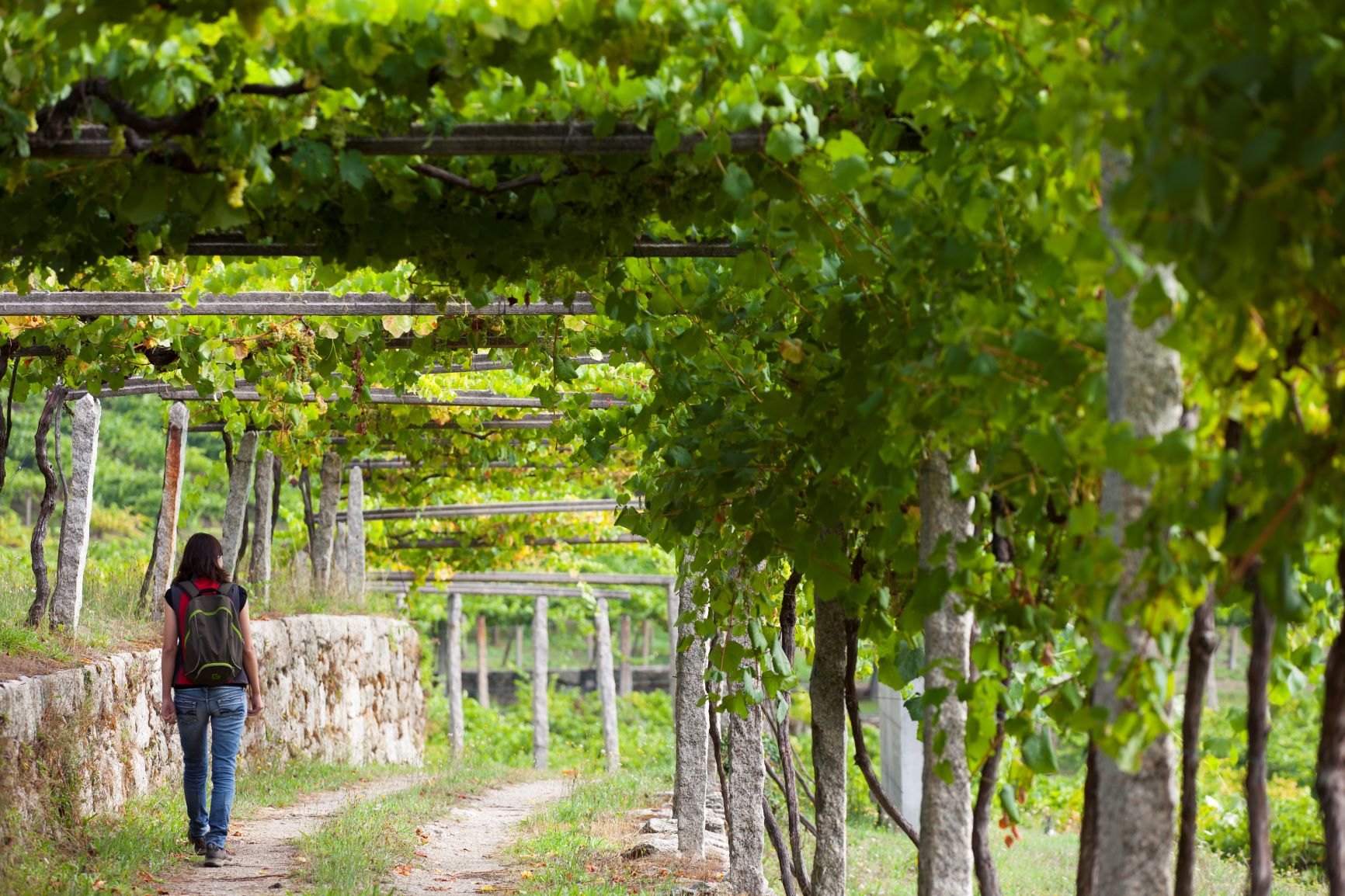 Ruta Vino Rias Baixas