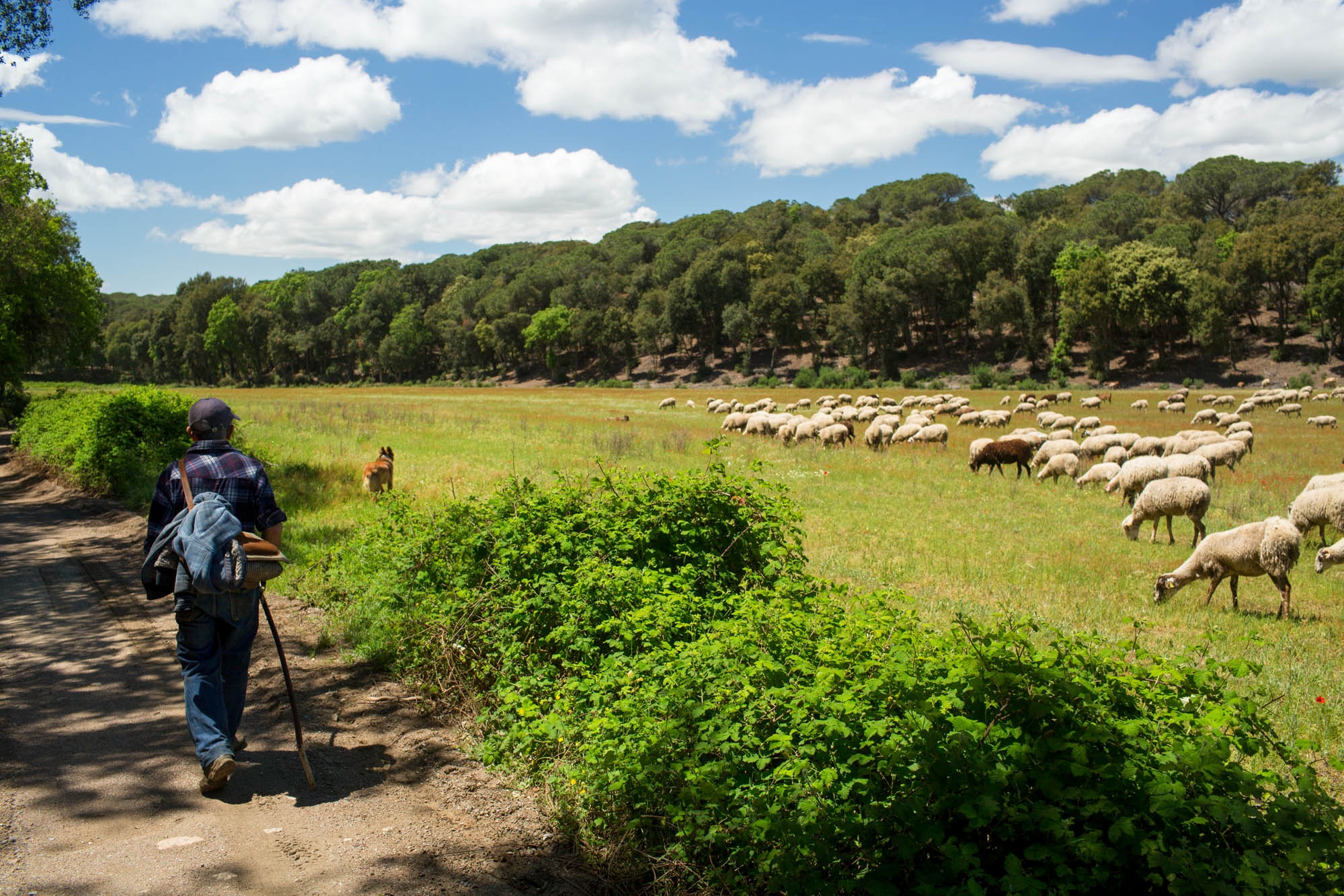 Parc del Montnegre Corredor- Maresme