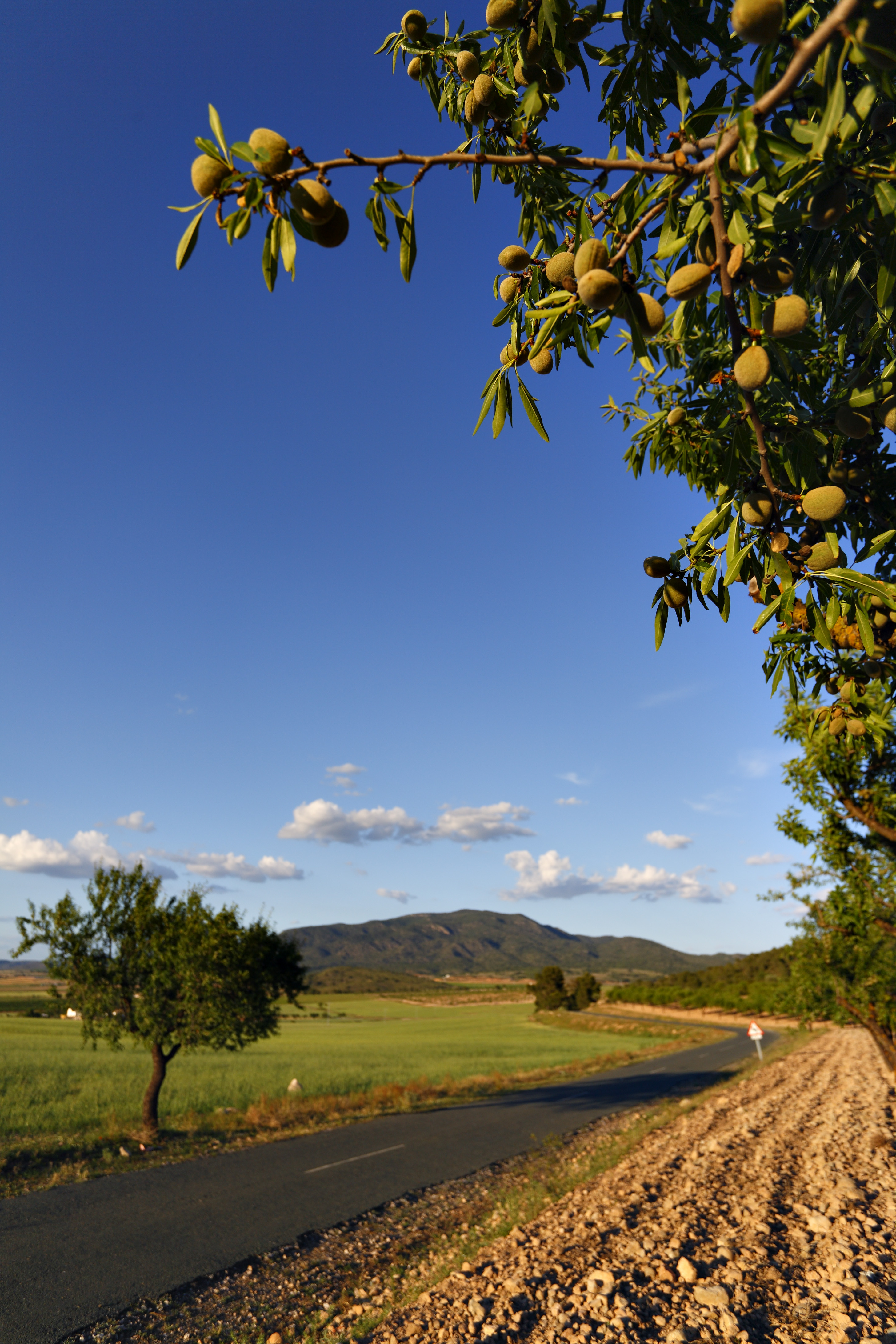 396MU-Yecla-_3000985