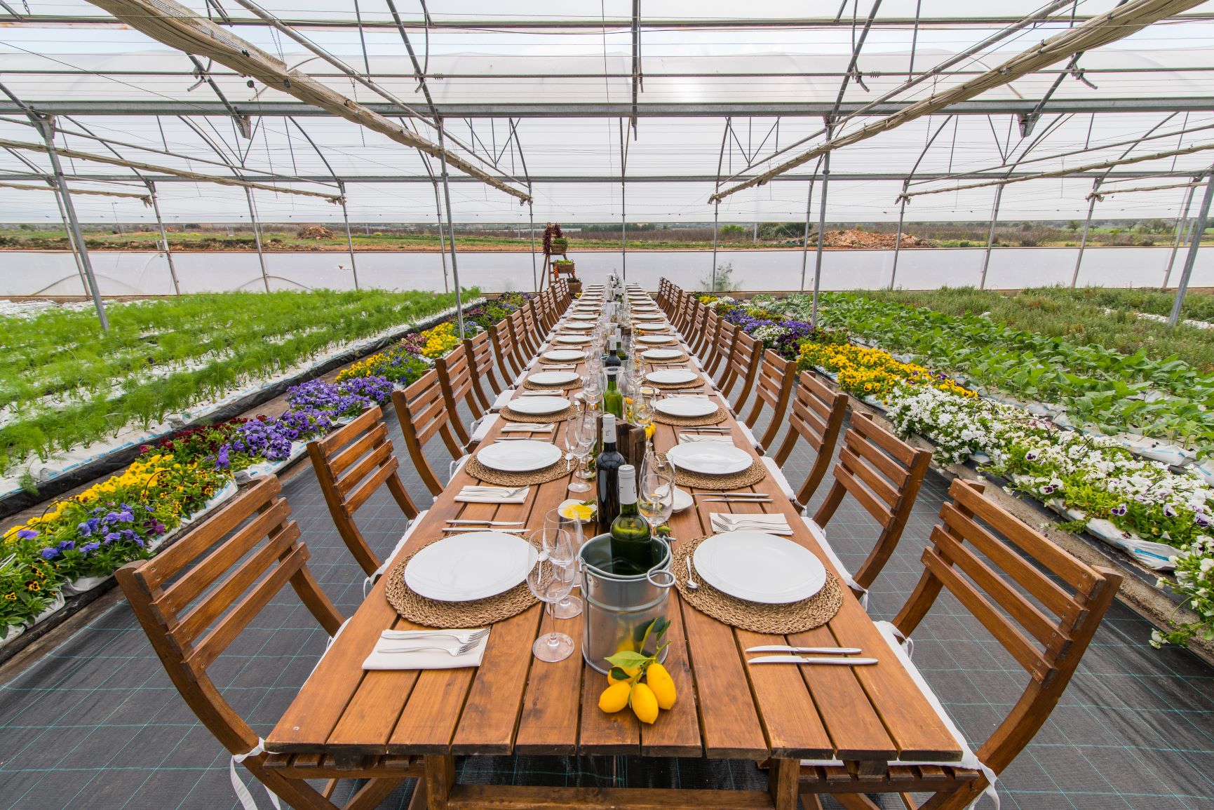 Gedeckter Tisch im Gewächshaus