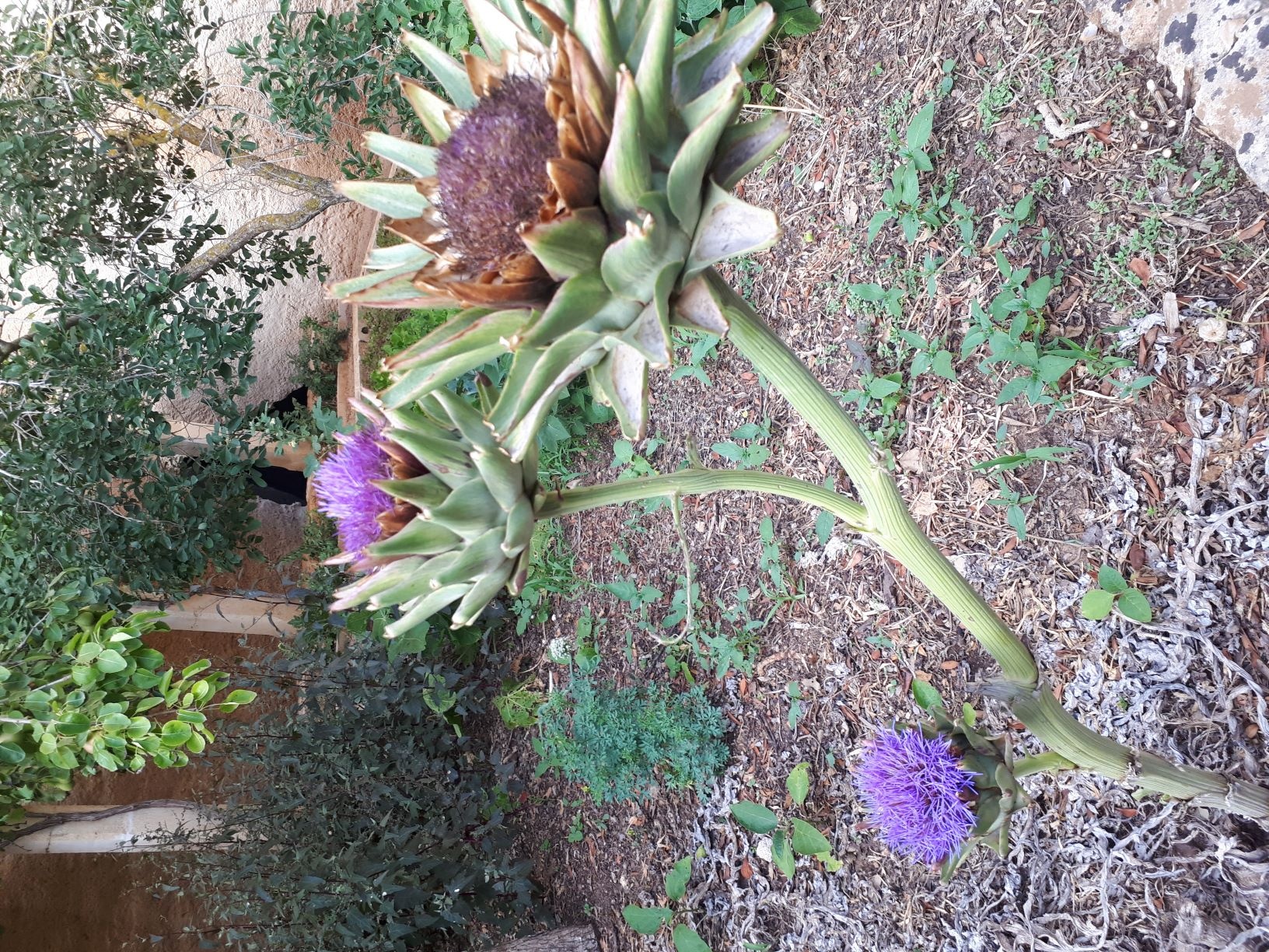 Kultur- und Wildpflanzen im ehemaligen Steinbruch Pedreres de S´Hostal