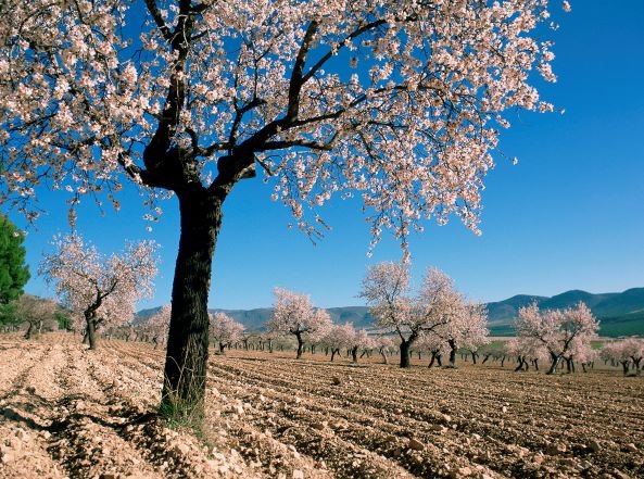 Almendros
