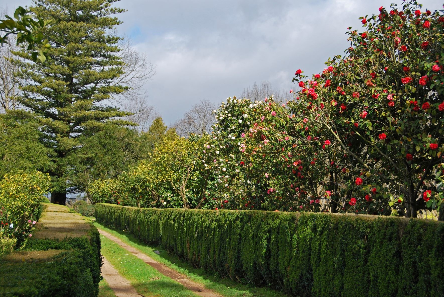 Kamelien-Allee im Garten des Pazo de Rubianes