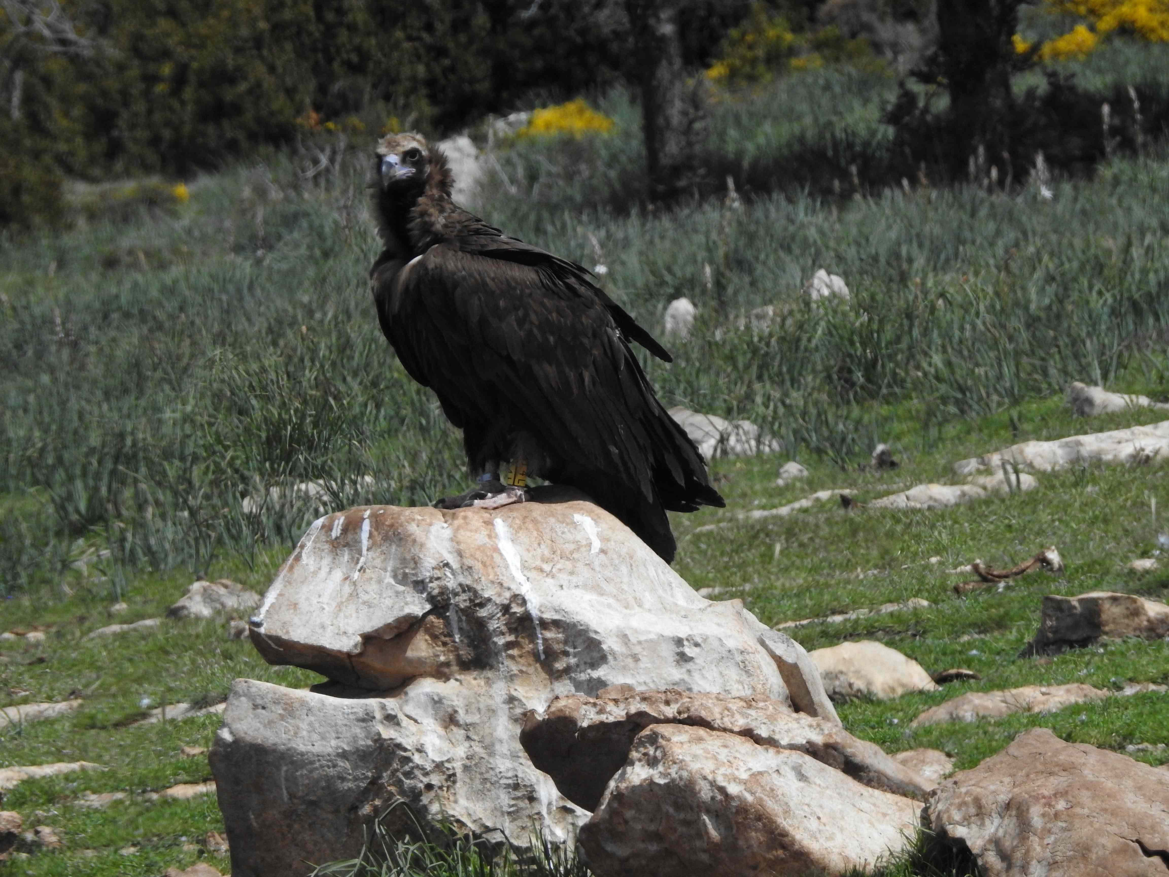 Boumort ist ein hervorragender Ort für Vogelbeobachtung
