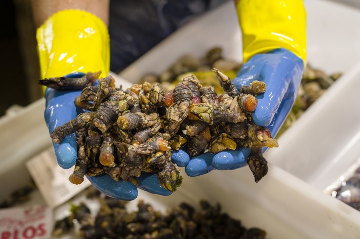 Percebes aus Galicien