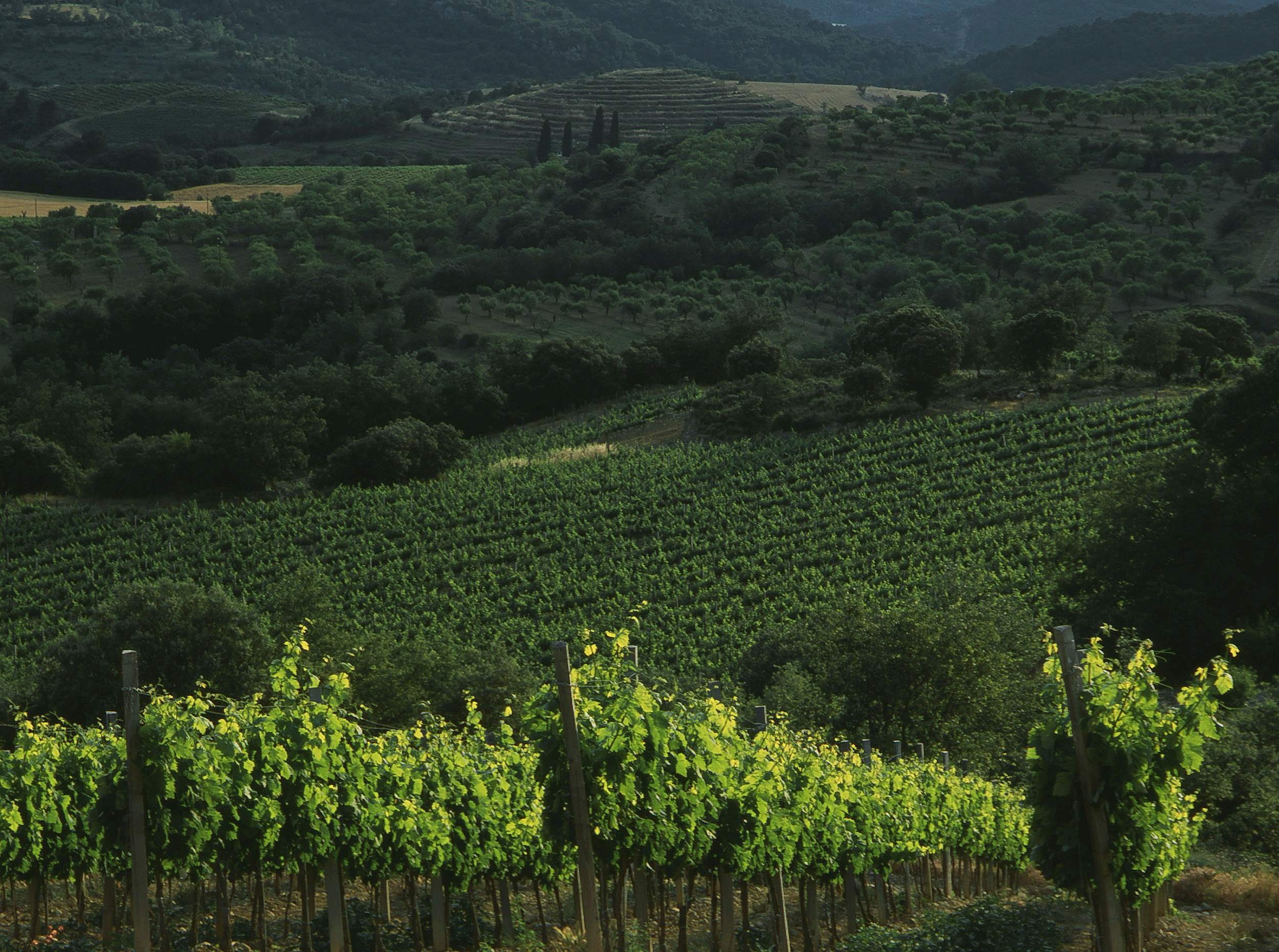Die Weinlandschaften des Somontano um Barbastro
