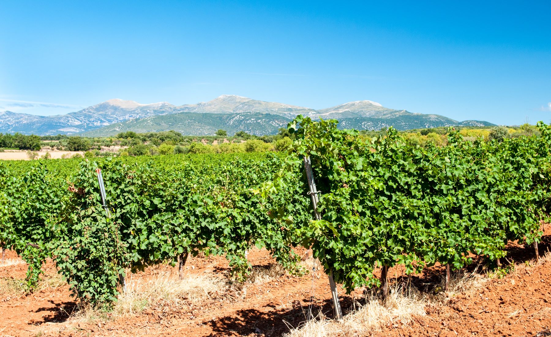 Am Fuß der Pyrenäen liegt das Weingebiet des Somontano in Aragonien